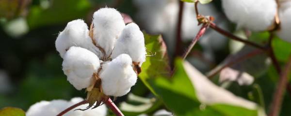 高产棉花种子怎么挑选，瘪籽和光籽要注意剔除