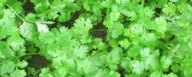 蓝色满天星适合送什么人