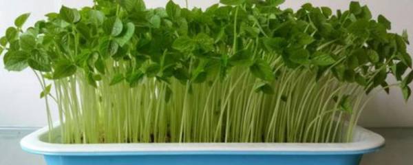 红豆苗的种植方法，常见吃法有哪些