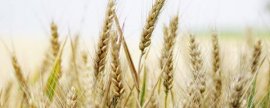 11月份稻谷价格，稻谷质量的鉴别方法