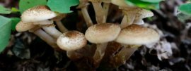 黑枸杞的生长环境条件，黑枸杞种植技术