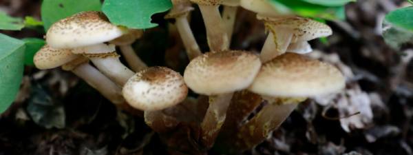 黑枸杞的生长环境条件，黑枸杞种植技术