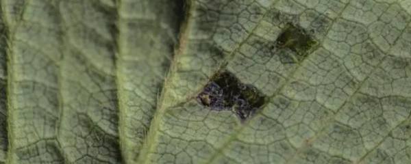 选择复混肥的依据，需根据土壤特性、作物品种、肥料性质等条件选购