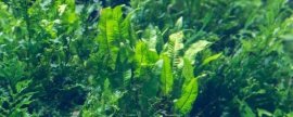 野生灵芝和种植灵芝的区别，品质和功效