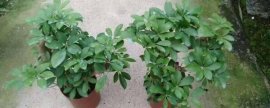 玉麒麟植物能放卧室吗，适合卧室的室内植物推荐