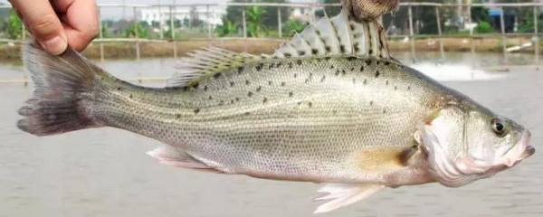 桂香优108水稻种简介，籼型三系杂交水稻品种