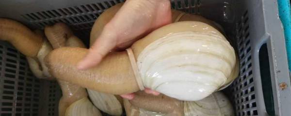 鸡尾虾的养殖，养殖鸡尾虾的水质必须清新
