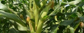 菠菜没长大就开花了，这是为什么