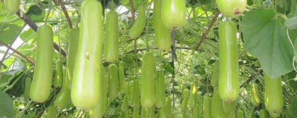 茭白在农村叫什么