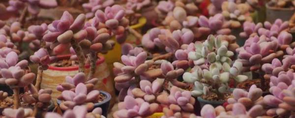 提高茄子坐果率的方法，苗木和花期管理都非常重要