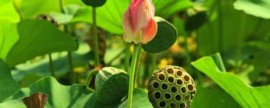 今天玉米价格，每斤多少钱