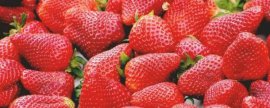越冬菠菜的种植技术，宜在微酸性、潮湿、肥沃的土壤中生长