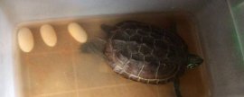 巴西龟的换水频率，缺少过滤装置时应每隔3-4天换1次