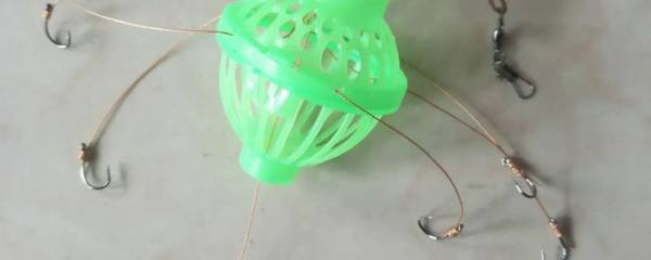 玻璃翠怎么养殖，有哪些养殖注意事项