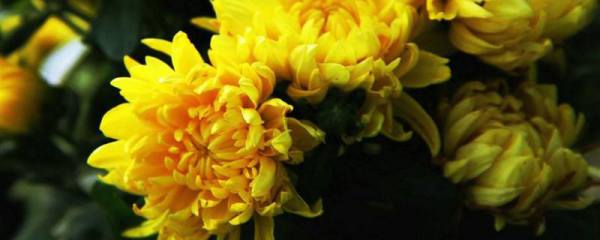 四季菊一般何时开花，附四季菊的生长习性