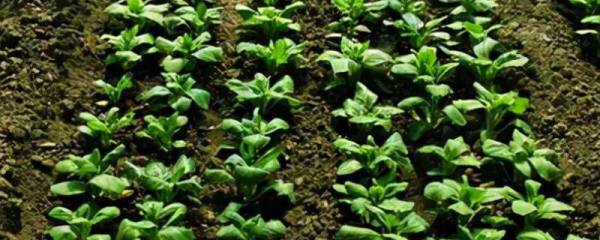秋菠菜越冬保苗技术，覆盖防寒物抗寒