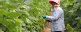 甲基硫菌灵治什么病，对叶螨和病原线虫有抑制作用