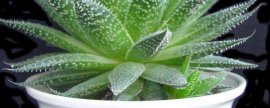 夏季怎么种植鸡毛菜，出苗前要注意保湿