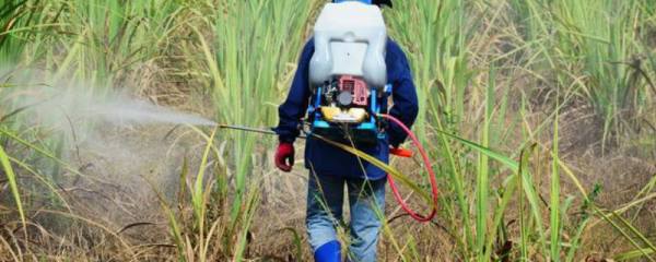 东北地区何时开始种水稻，播种时间一般为4月份中上旬