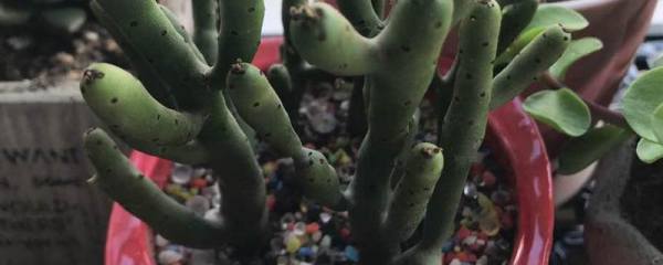 龙虾养殖需要多少投资成本，主要是投入在哪些方面