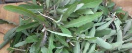 泰国斗鱼是不是冷水鱼，饲养时不能使用冷水