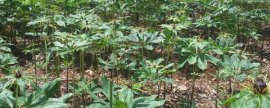 新单61玉米品种介绍