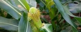菱角种子怎么种，需要保持泥土湿润