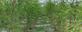 甲钴胺的作用机制，甲钴胺吃多久对神经恢复最佳