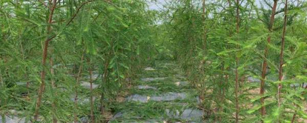 移栽中山杉树苗的要点，移栽前要向定植穴内施入足够的有机肥