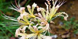 种植玫瑰花盆栽，从选种到养护