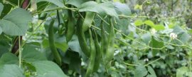 高粱重茬种植需要注意什么，如何避免病虫害侵袭