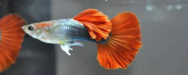 海棠花盆景怎么养，详细养护指南