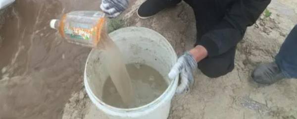 地栽茶梅春天移栽好吗，什么时候是最佳移栽时间