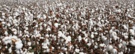 春花生的株行距，株距多为15-18厘米、行距多为25-30厘米