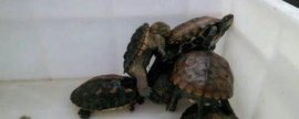 家门口种黄杨树好不好