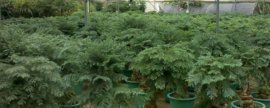 盆栽西红柿能长几年