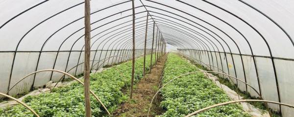 寄居蟹用什么水养，不同品种需要用不同的水
