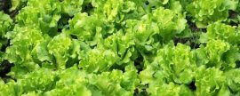 青椒烟青虫的防治方法，主要有农业防治和药剂防治