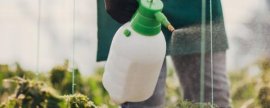 鱿鱼可以人工养殖吗，鱿鱼的繁殖技术是人工养殖的关键和难点
