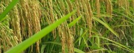 复合肥CL简介，又叫做氯基复合肥