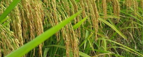 复合肥CL简介，又叫做氯基复合肥