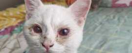 猫鼻支的防治措施，及时隔离患病的猫咪