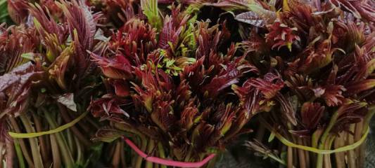 香菇怎么种植，要找到适合种植香菇的地方