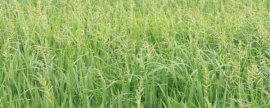 特种生物养殖，高效益的特种生物养殖技巧