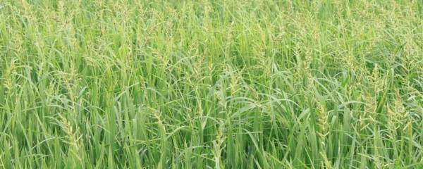 特种生物养殖，高效益的特种生物养殖技巧