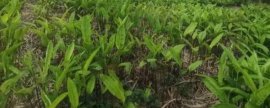 牛毛草发黄是什么原因