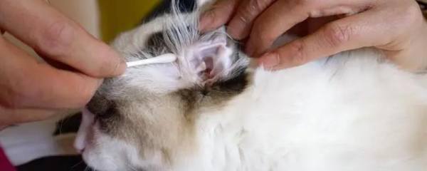 沙姜怎么种盆里，选择合适的盆土非常重要