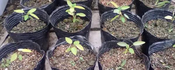 超市买的藕能种出荷花吗，如何在家里种出美丽的荷花
