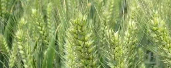 曌玉909玉米种子特点，中抗大斑病