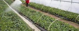 大棚蔬菜益种植管理新技术，可节省人力便于蔬菜管理